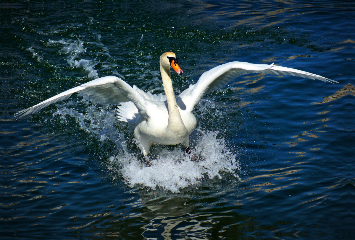 Schwanen Surfen