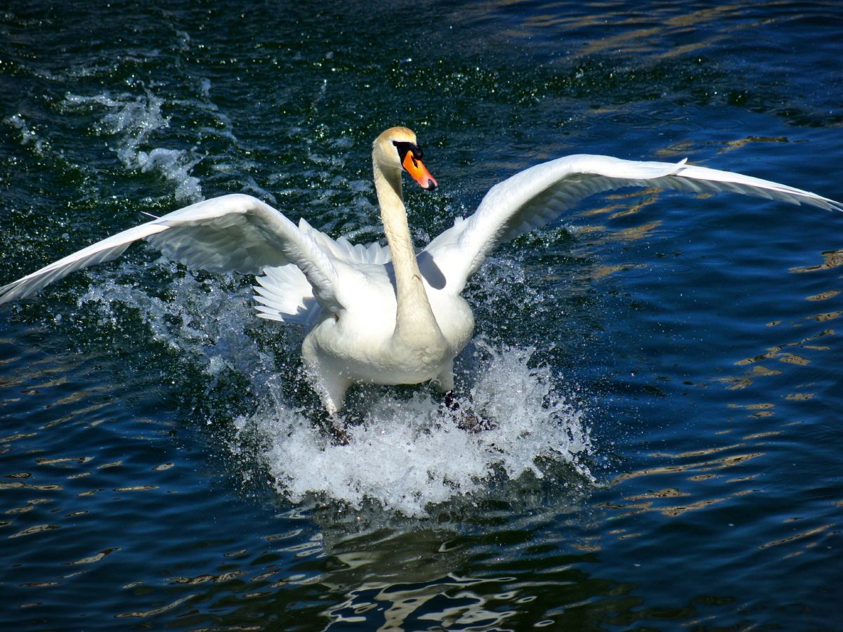 Schwanen Surfen