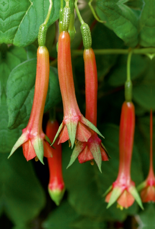 Lech Martianess, Fuchsie