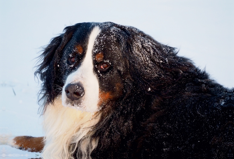 Ein Motiv aus dem Kalender Tierisch nahe Berner-Porträts