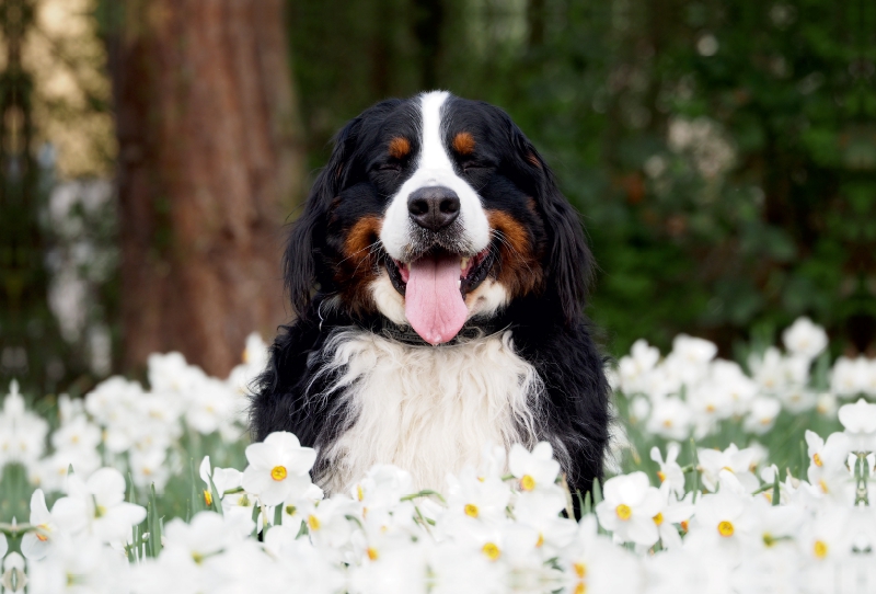 Ein Motiv aus dem Kalender WAUZEBAER den Berner Sennenhund