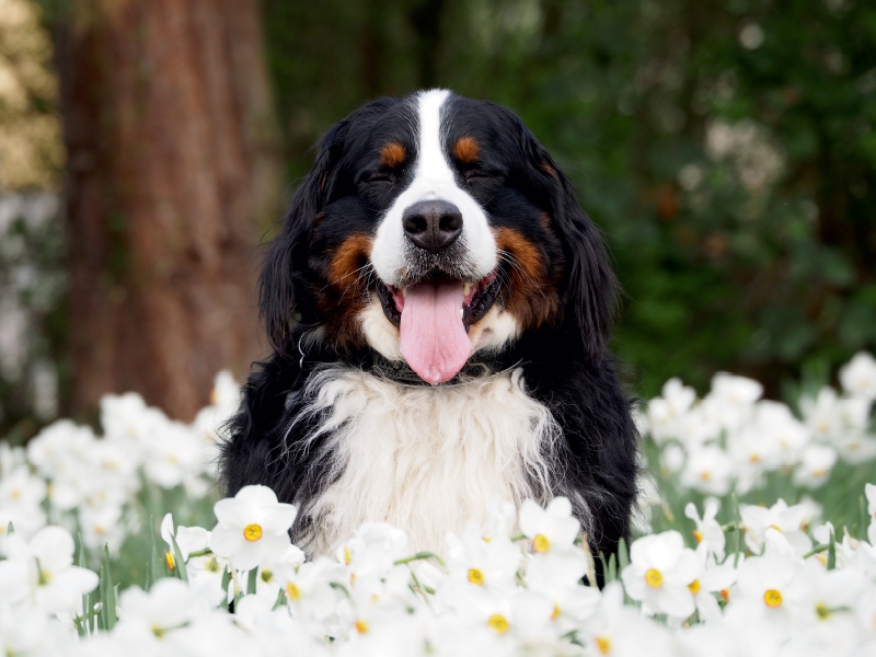 Ein Motiv aus dem Kalender WAUZEBAER den Berner Sennenhund