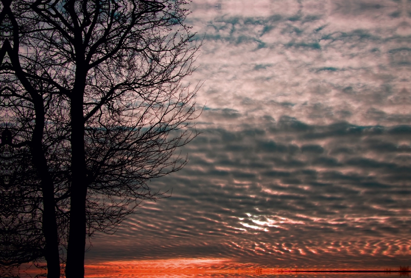 Baum im Licht des Abendhimmels