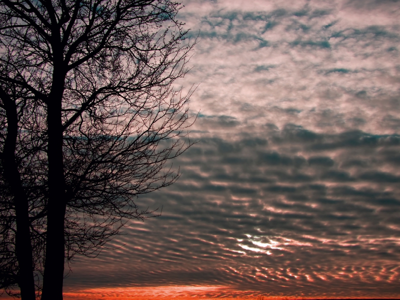 Baum im Licht des Abendhimmels