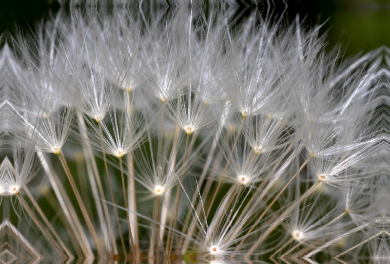 Flugsamen der Pusteblume