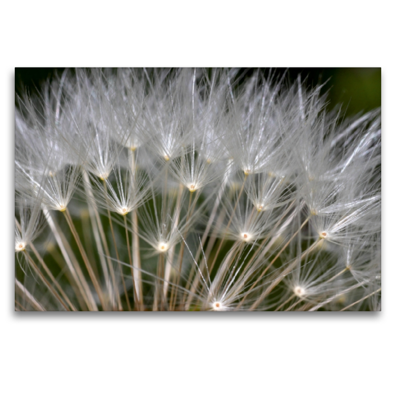 Flugsamen der Pusteblume