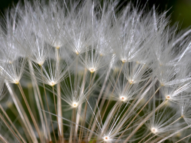 Flugsamen der Pusteblume