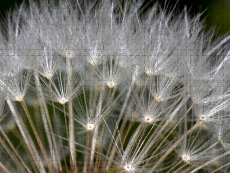 Flugsamen der Pusteblume