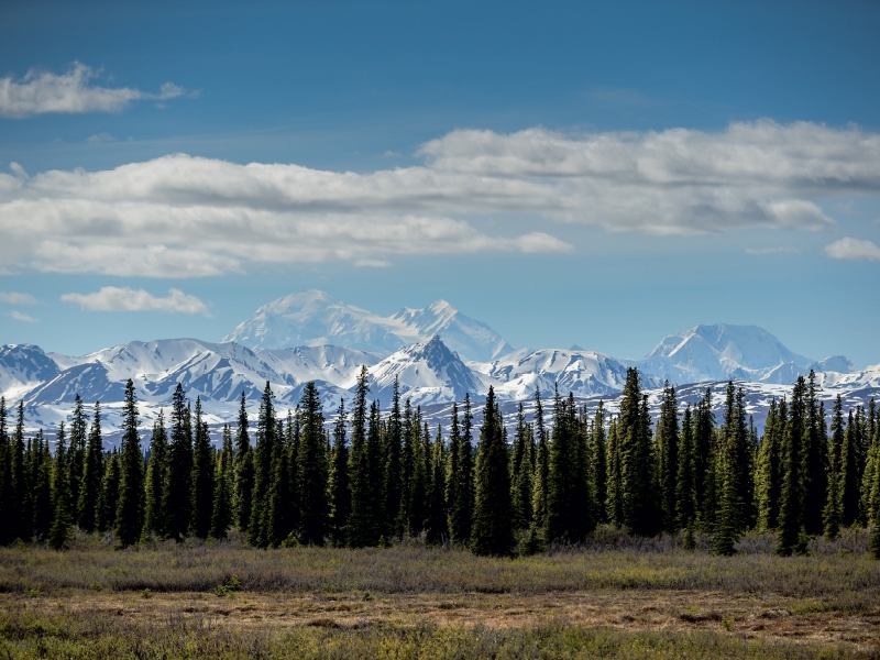 Im Denali, Alaska