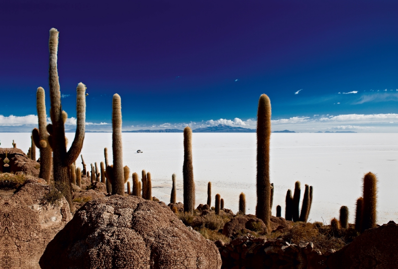 Riesen-Kakteen auf einer Insel im größtem Salzsee der Erde, dem Salar de Uyuni