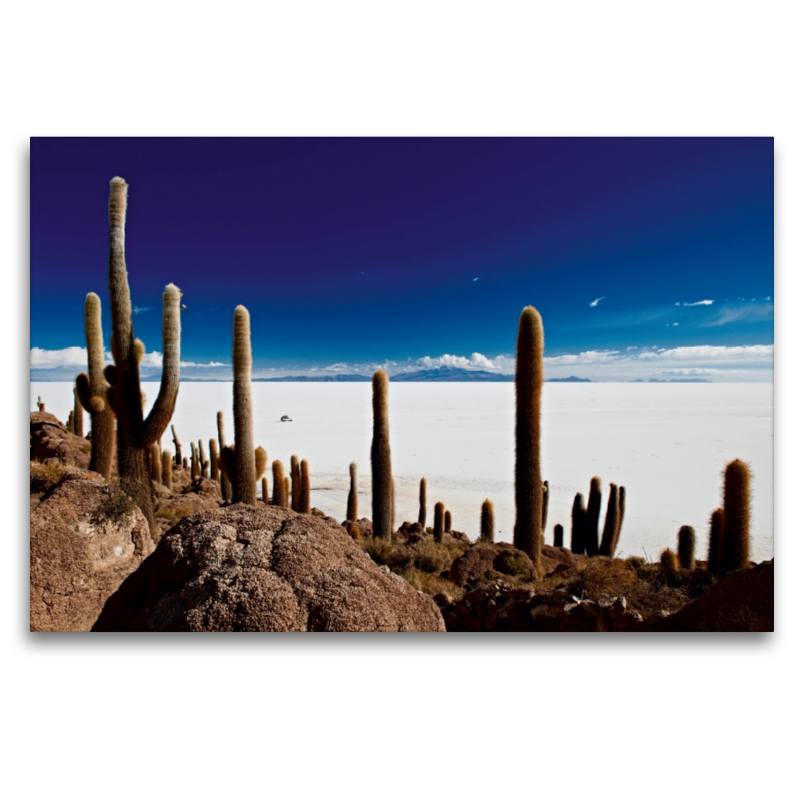 Riesen-Kakteen auf einer Insel im größtem Salzsee der Erde, dem Salar de Uyuni