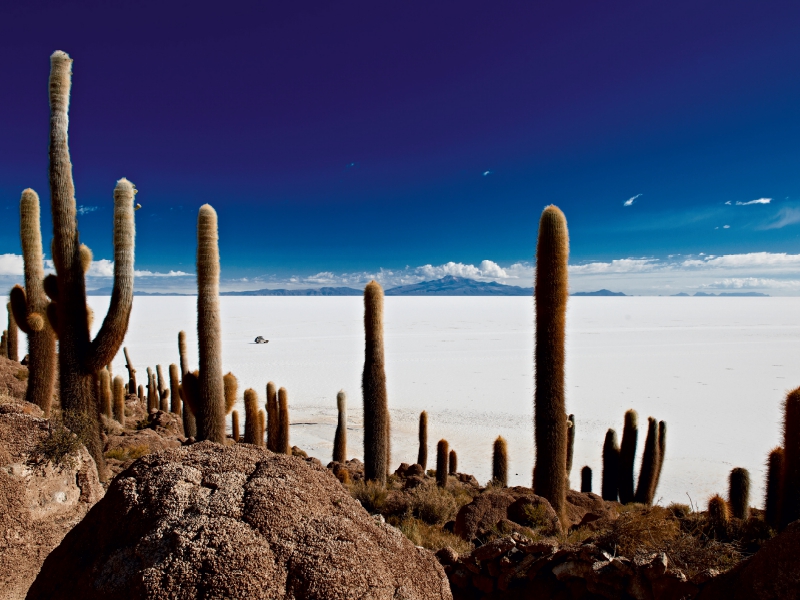 Riesen-Kakteen auf einer Insel im größtem Salzsee der Erde, dem Salar de Uyuni