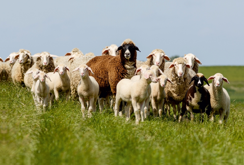 Schafherde am Deich in Ostfriesland