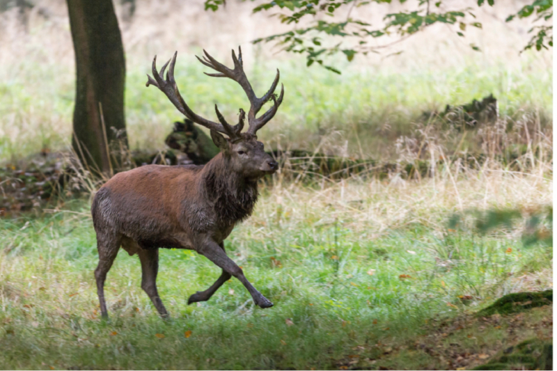 Aufgeregt vertreibt der Platzhirsch die Nebenbuhler.