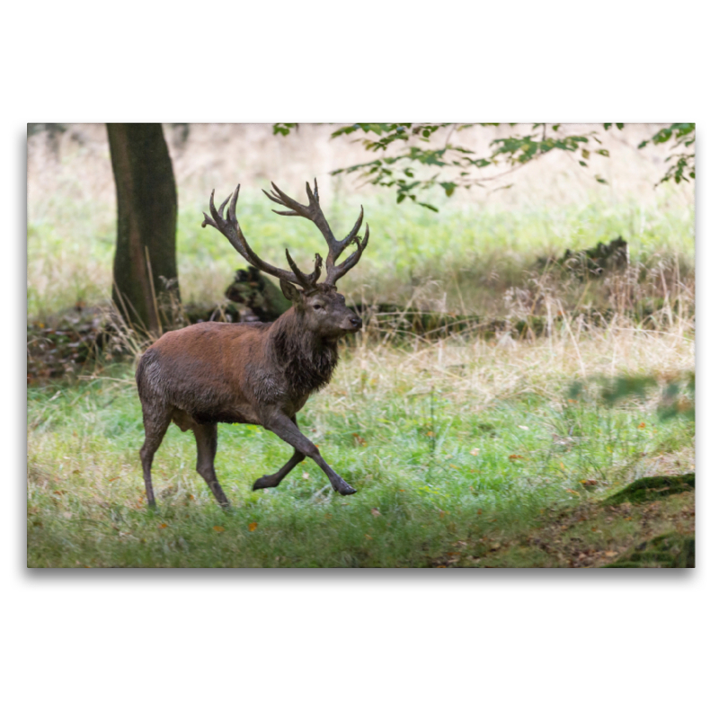 Aufgeregt vertreibt der Platzhirsch die Nebenbuhler.