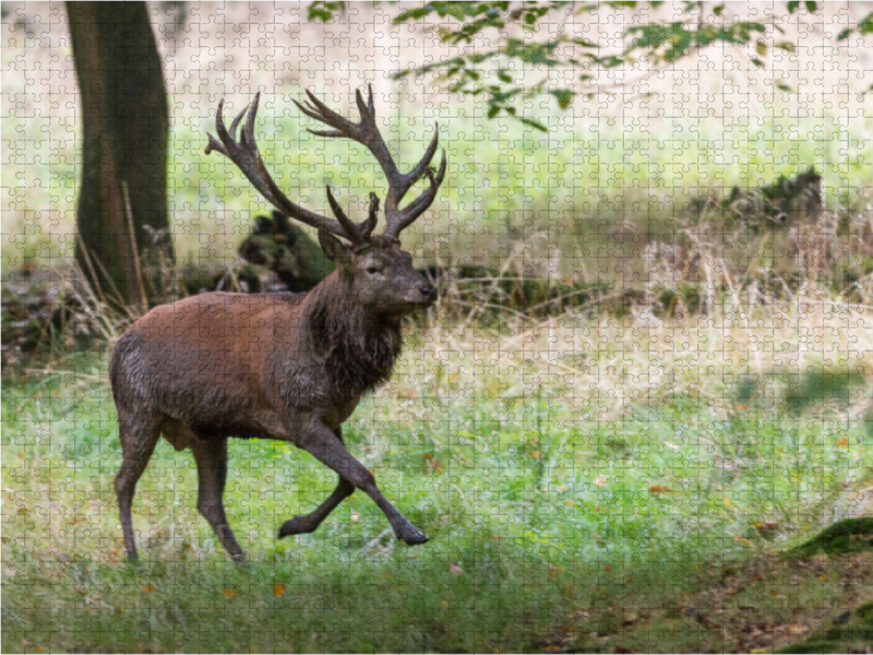 Aufgeregt vertreibt der Platzhirsch die Nebenbuhler.