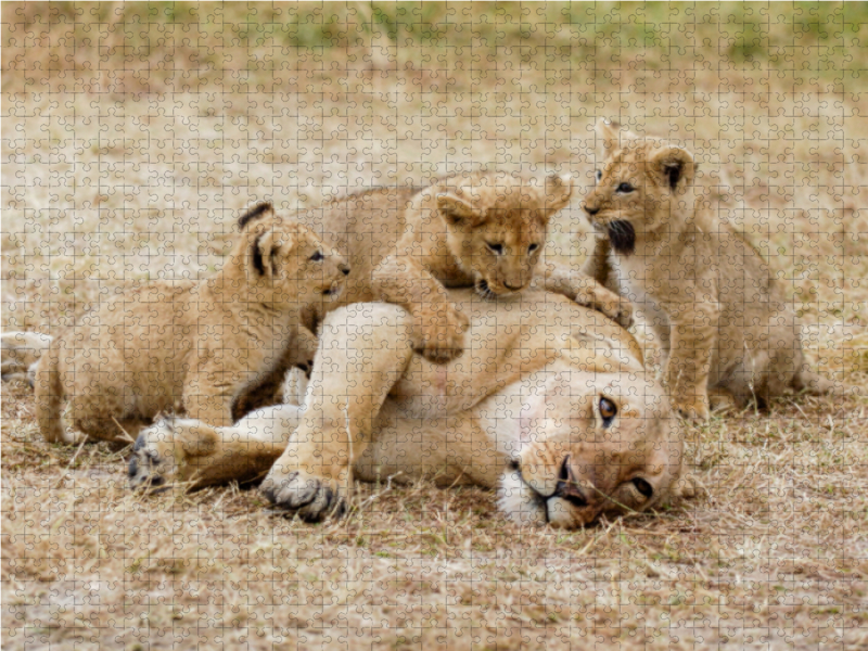 Ein Motiv aus dem Kalender Emotionale Momente: Löwenbabys - so süß.