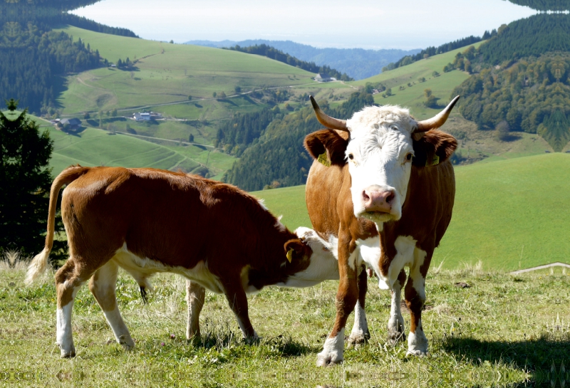 Kuh mit Stierkalb und Blick Richtung Münstertal