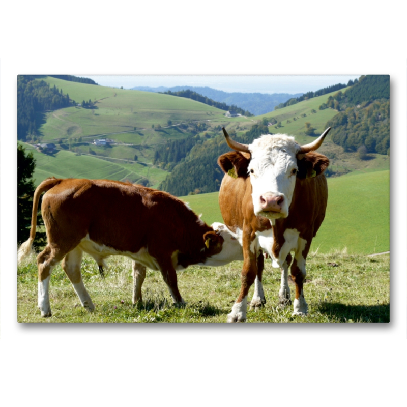 Kuh mit Stierkalb und Blick Richtung Münstertal