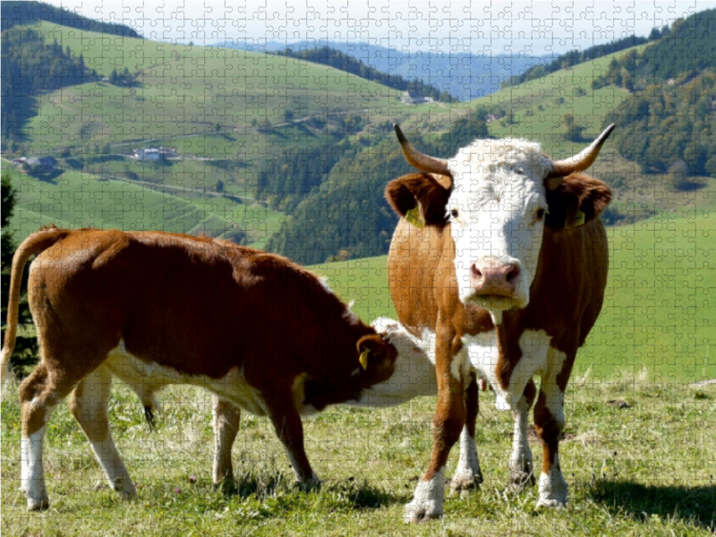 Kuh mit Stierkalb und Blick Richtung Münstertal