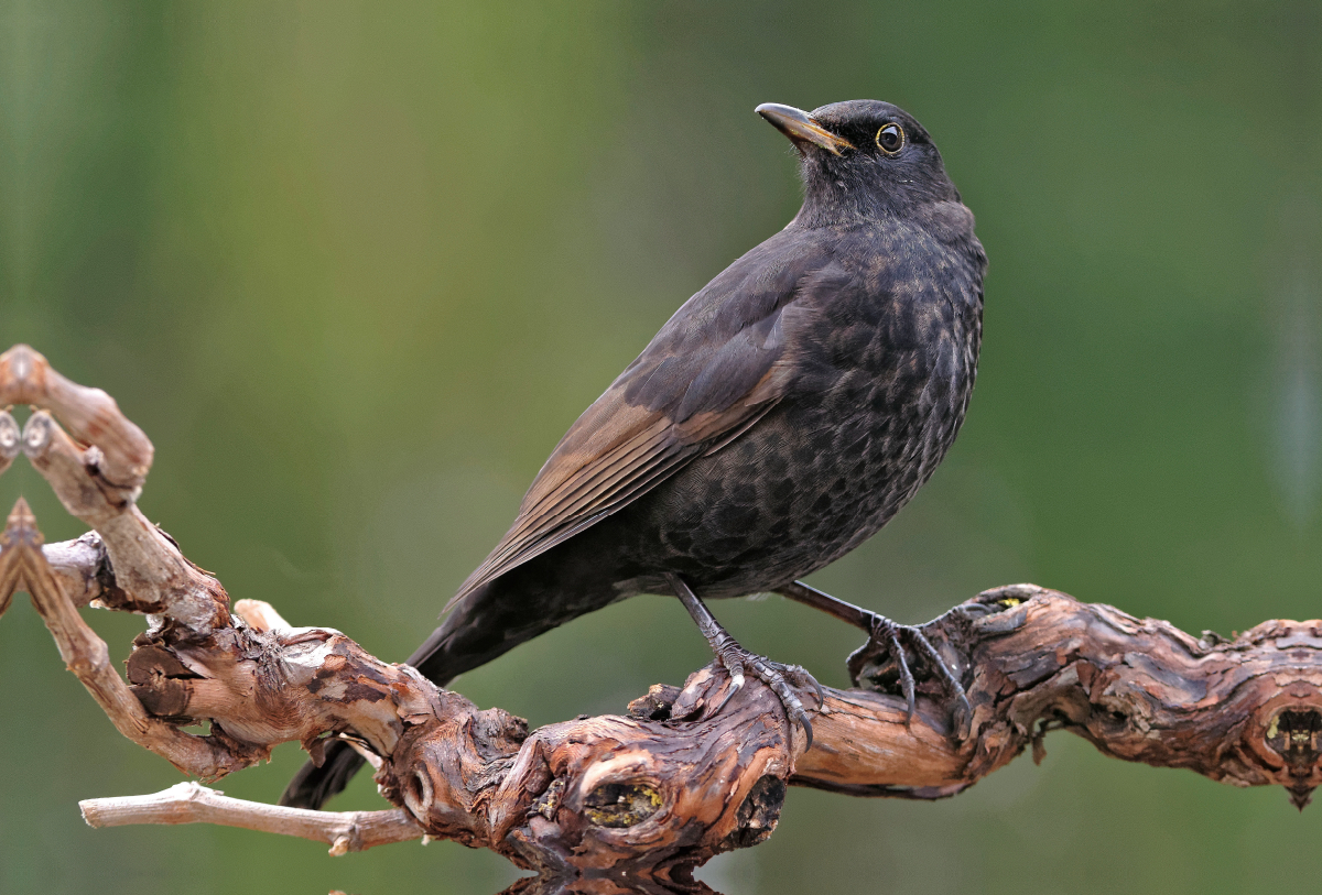 Amsel