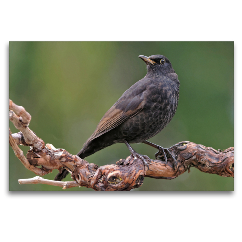 Amsel