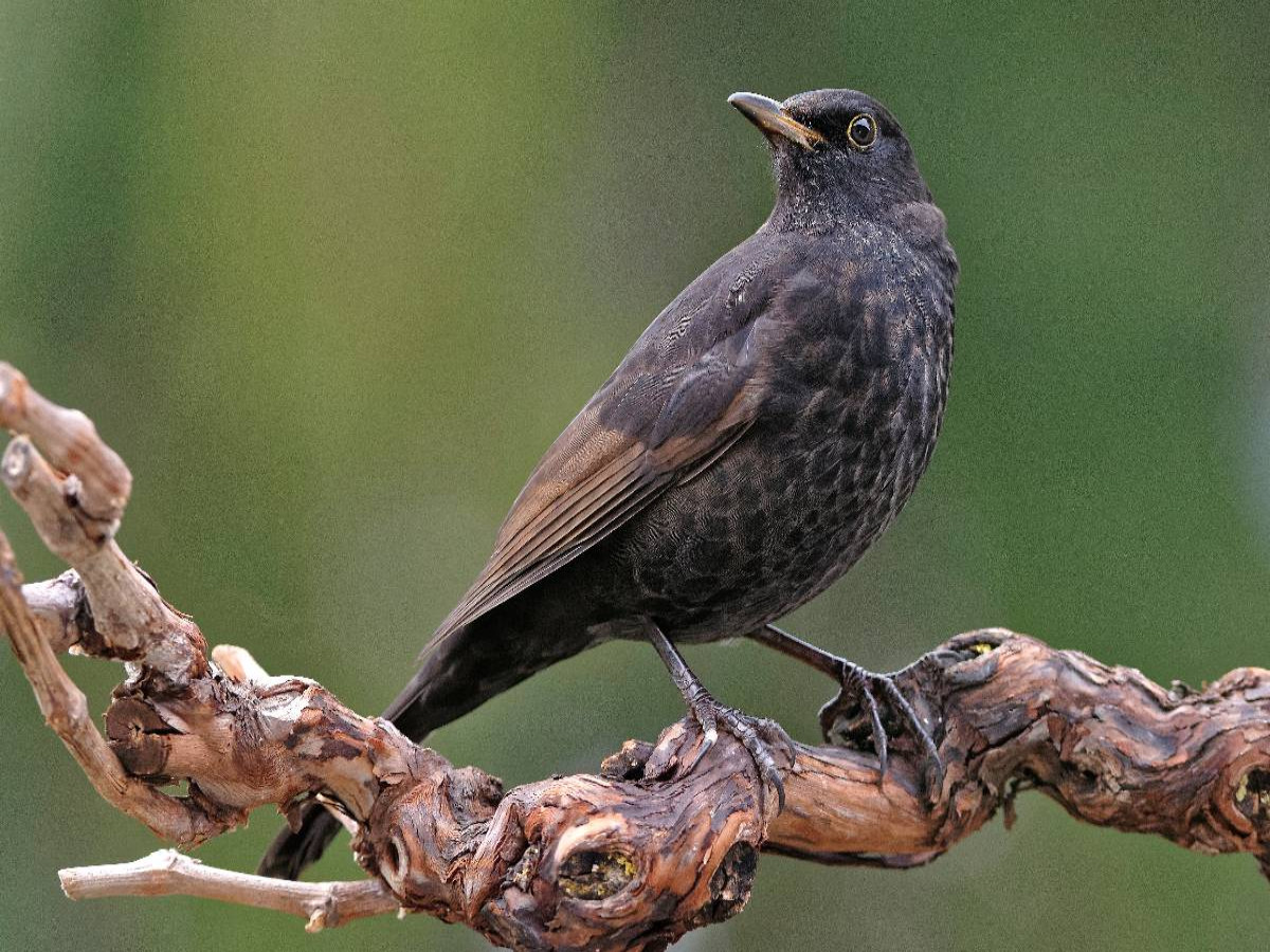 Amsel
