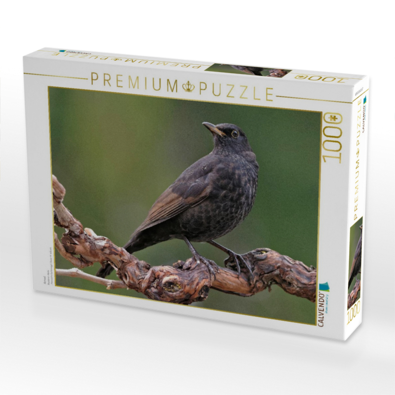 Amsel