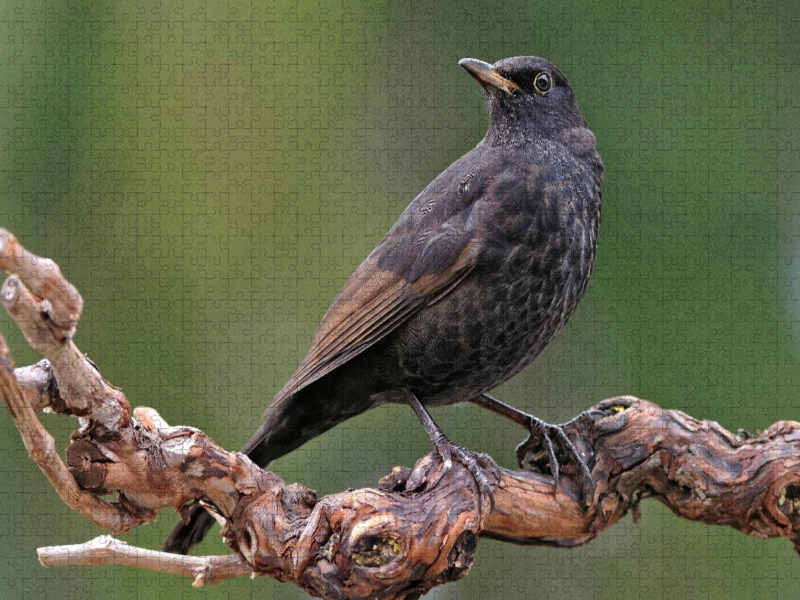 Amsel