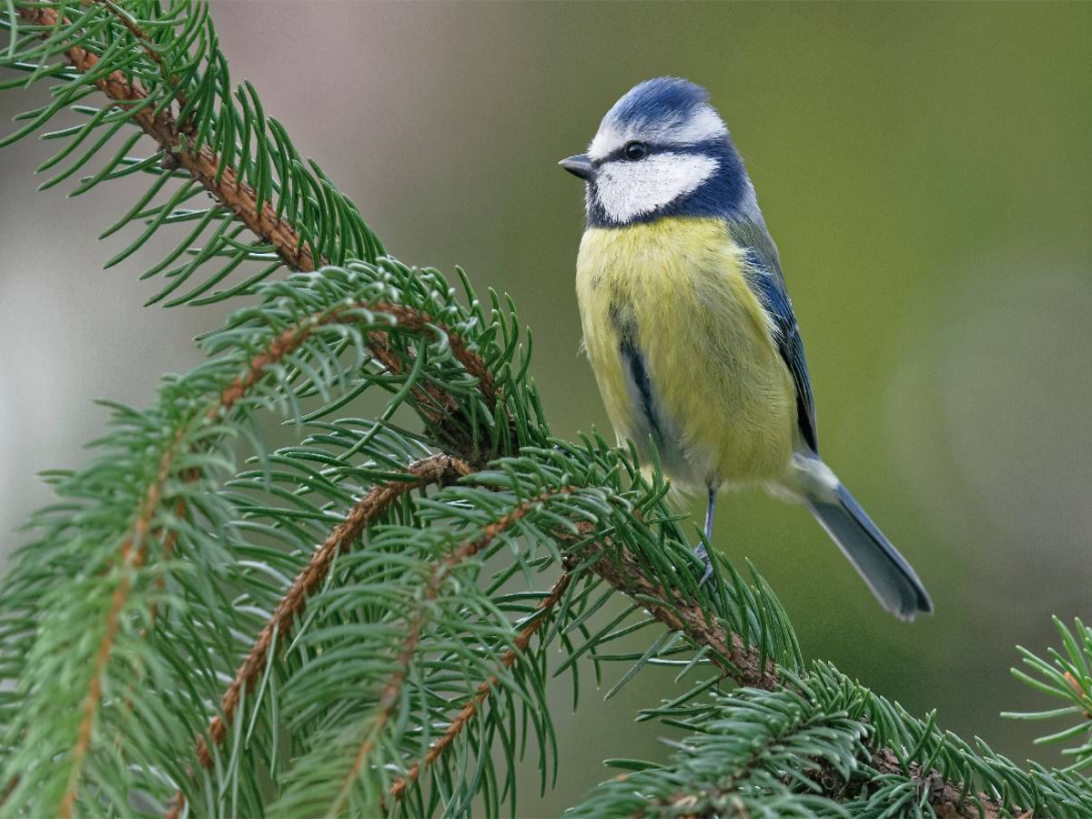 Blaumeise