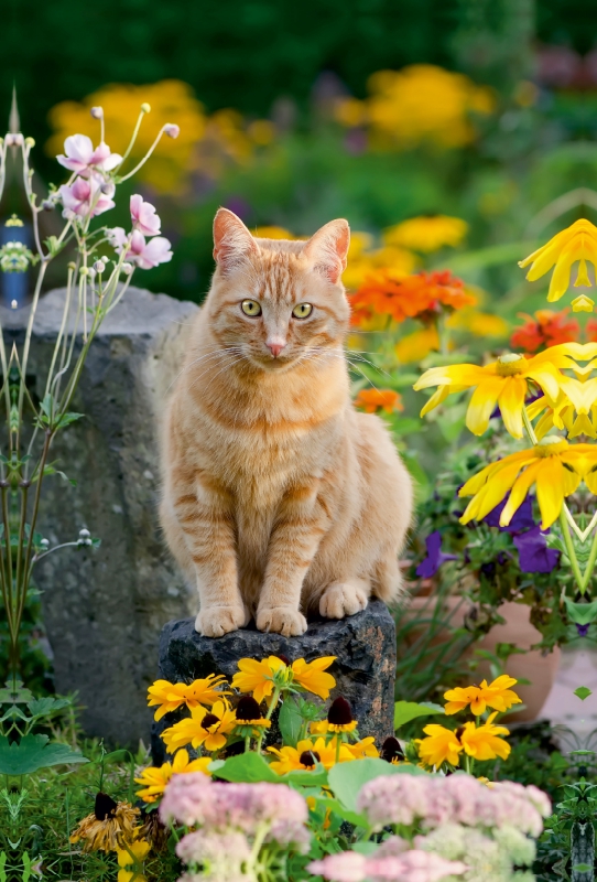 Roter Gartentiger zwischen Sommerblumen