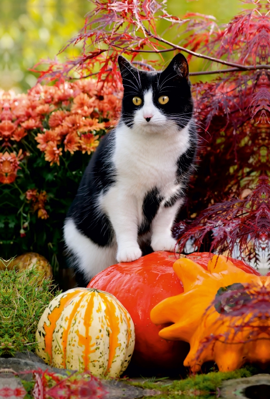 Neugierige Katze steht auf Kürbissen und beobachtet