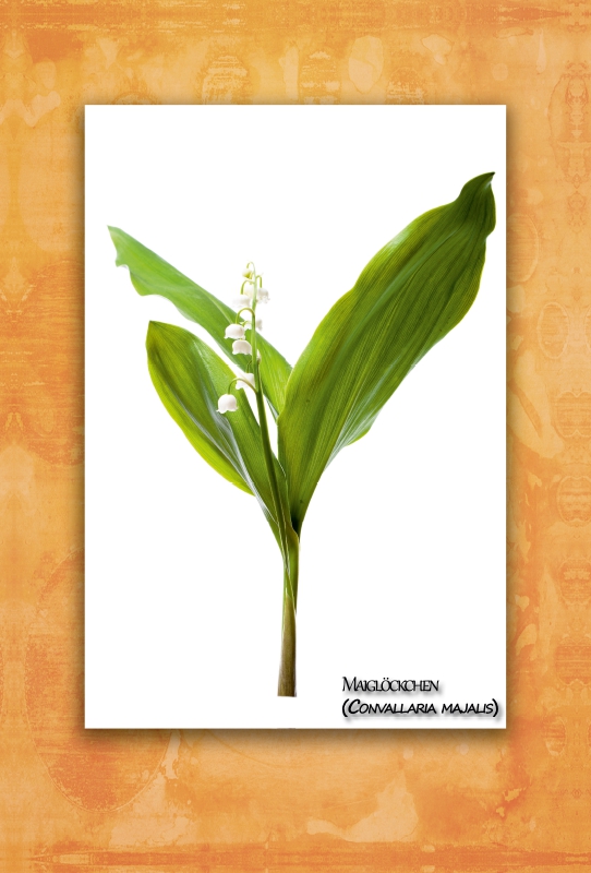 Maiglöckchen (Convallaria majalis)