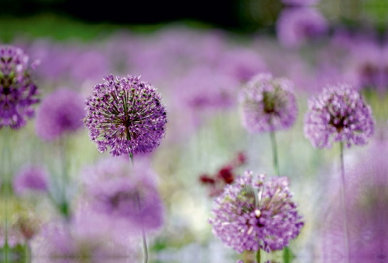 Allium