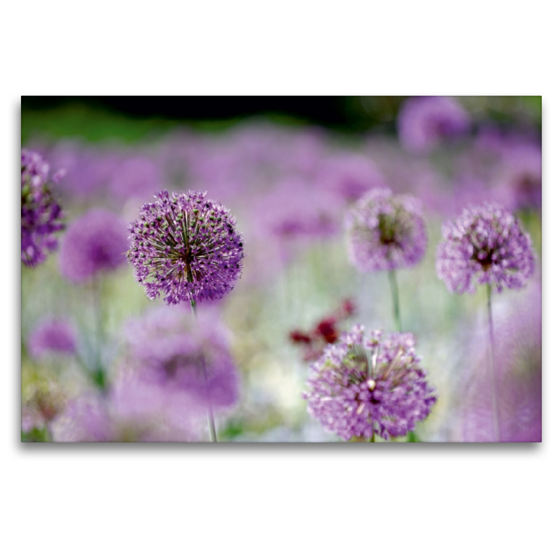 Allium