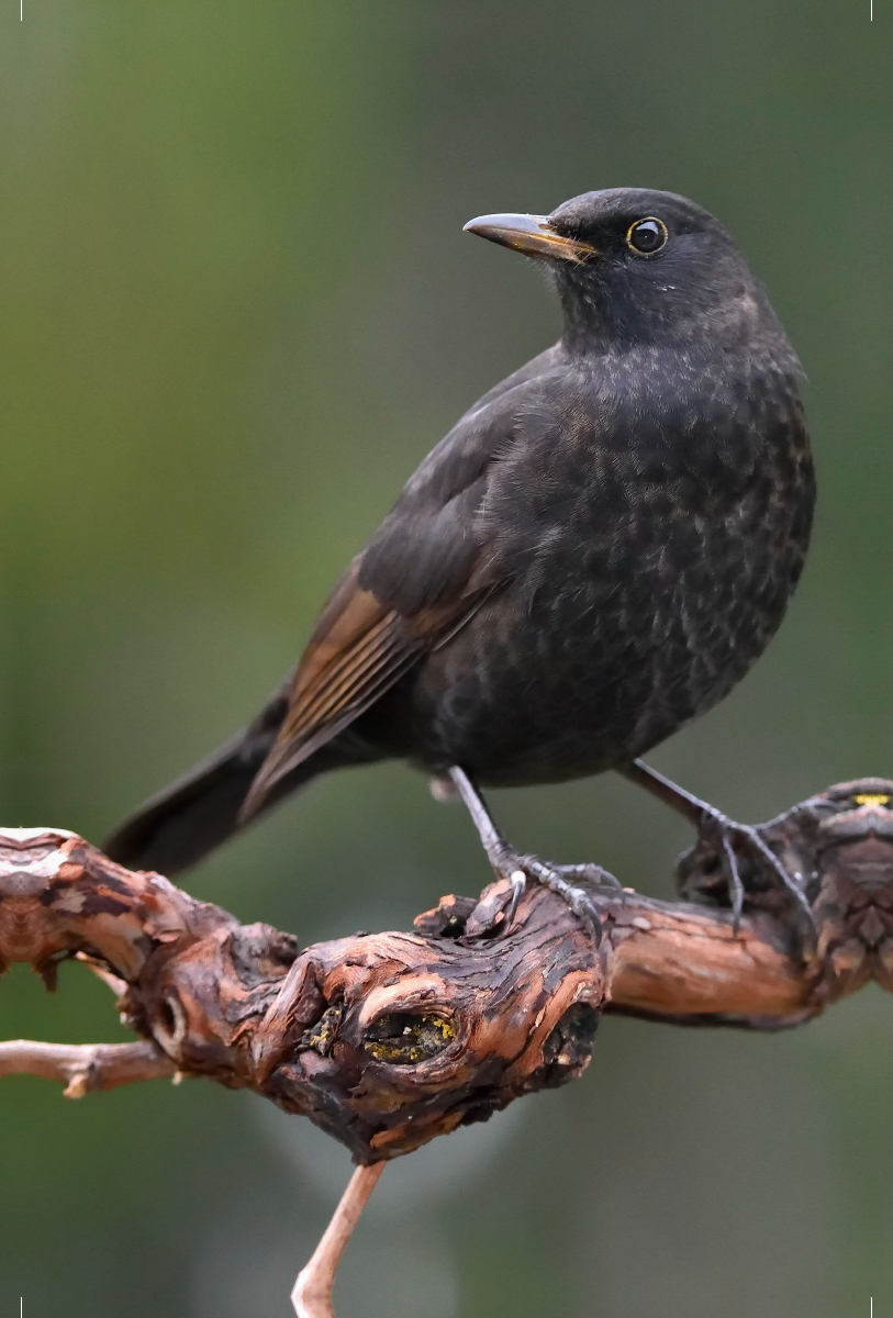 Amsel