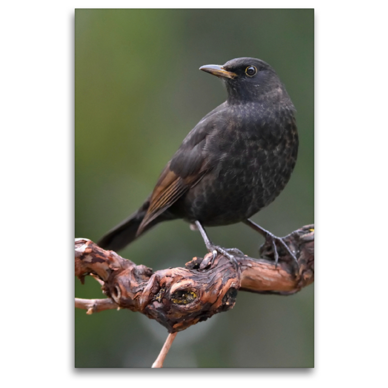 Amsel