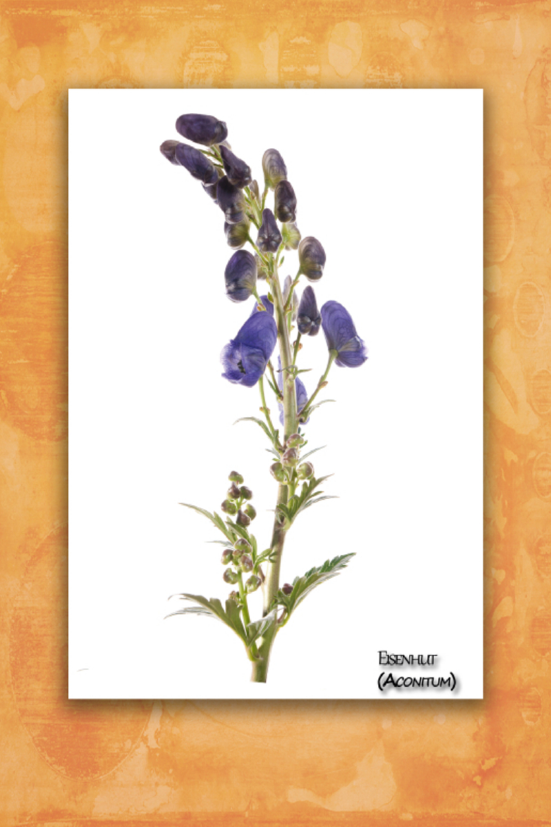 Eisenhut (Aconitum)