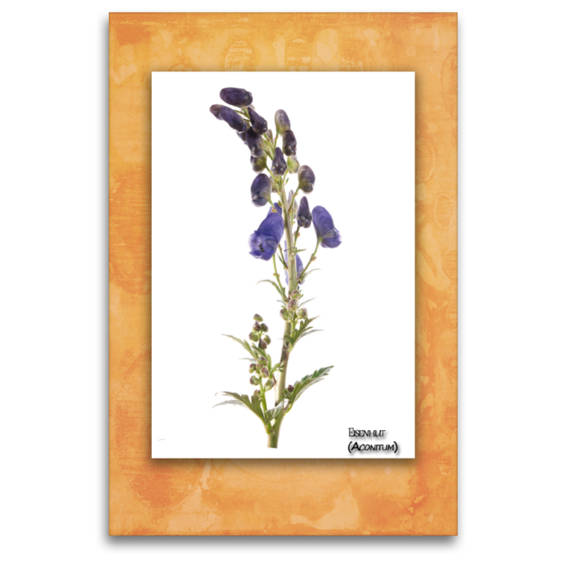 Eisenhut (Aconitum)