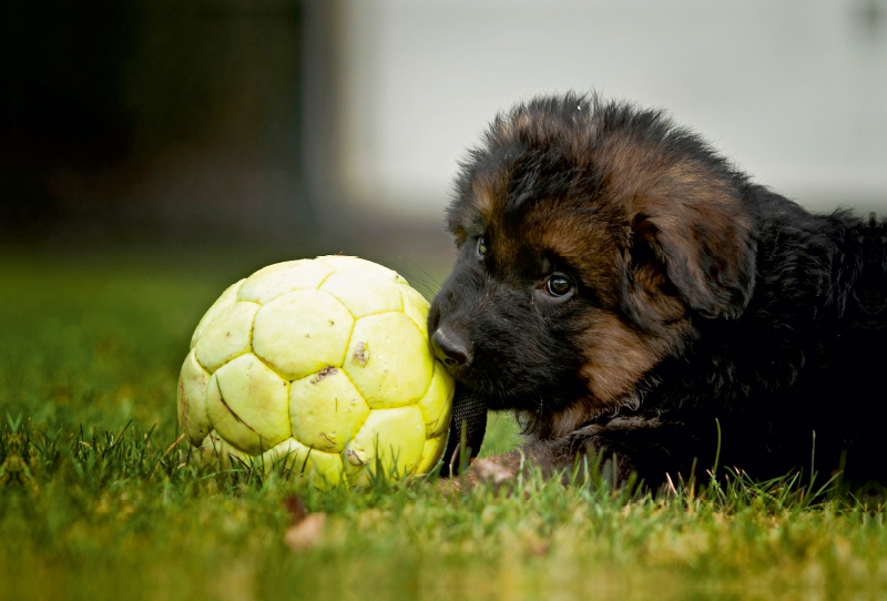 Deutscher Schäferhund - Welpe