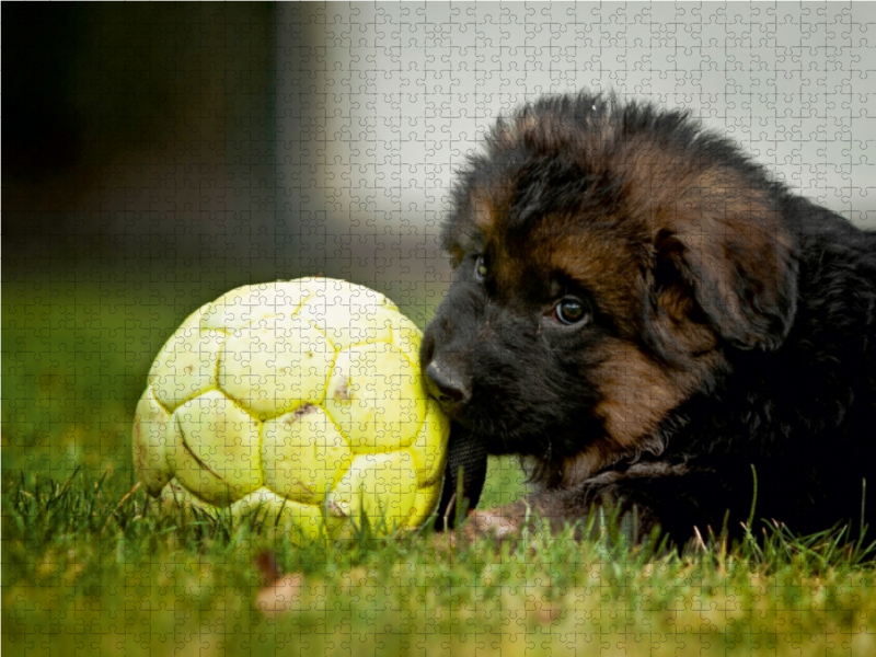 Deutscher Schäferhund - Welpe