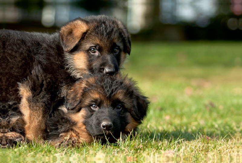 Deutscher Schäferhund - Welpen