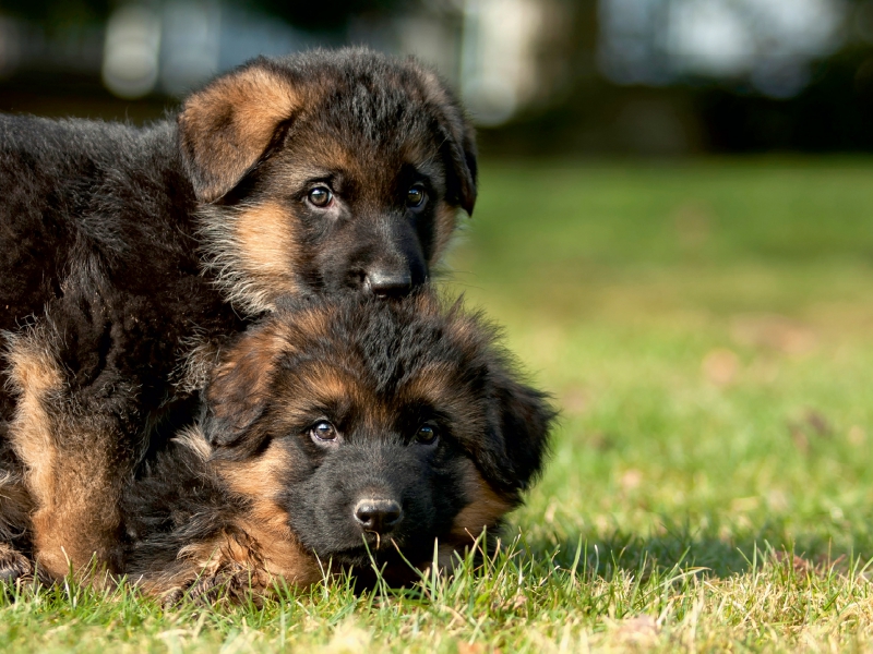 Deutscher Schäferhund - Welpen