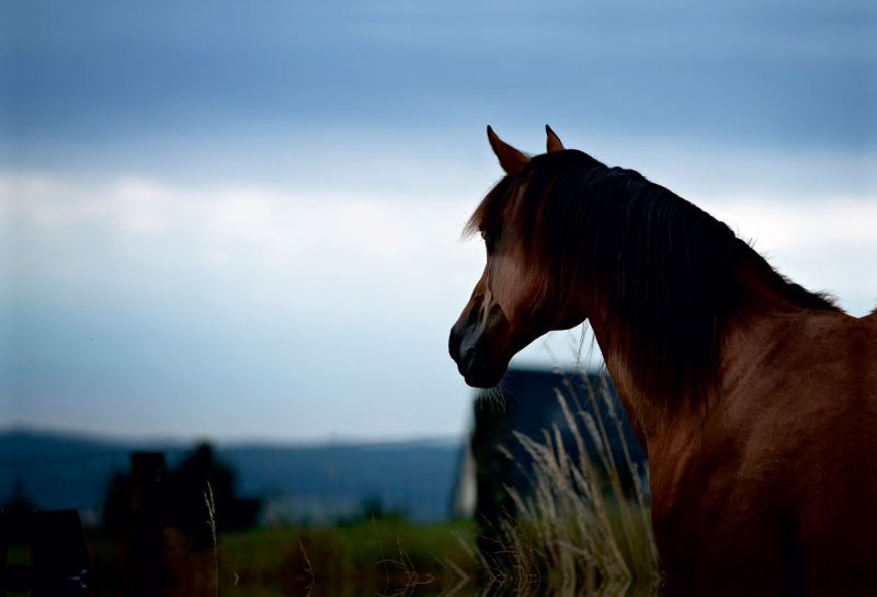 Pferde im schönen Taunus