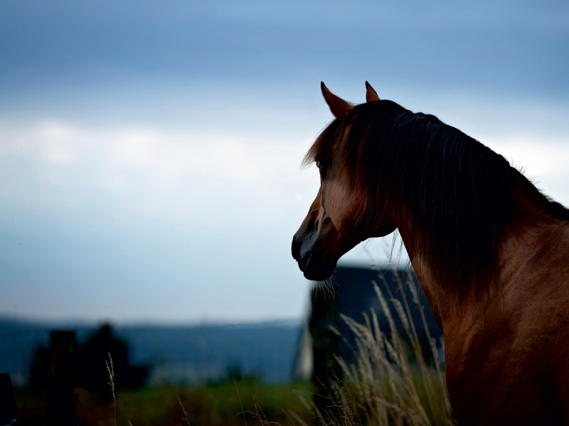 Pferde im schönen Taunus