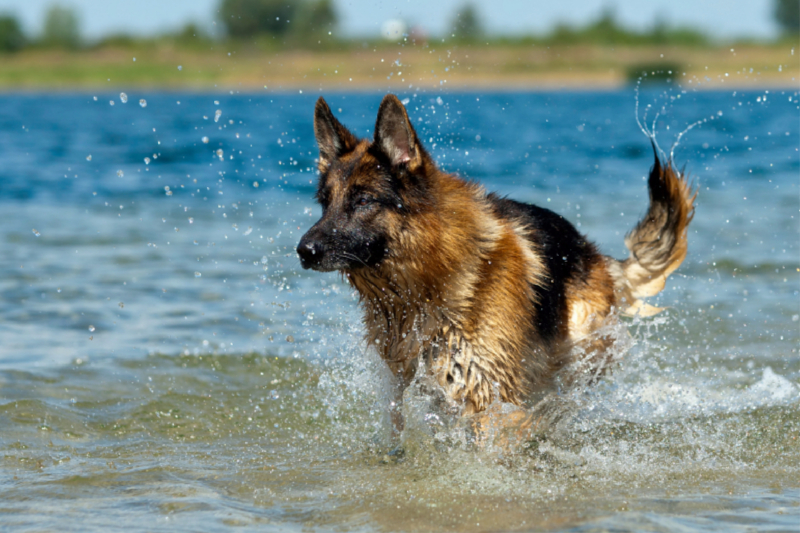 Deutscher Schäferhund