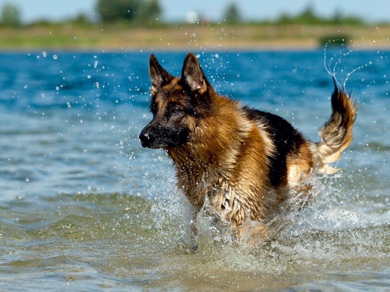 Deutscher Schäferhund