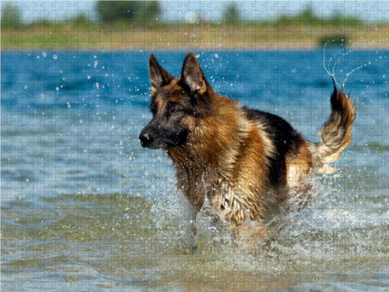 Deutscher Schäferhund