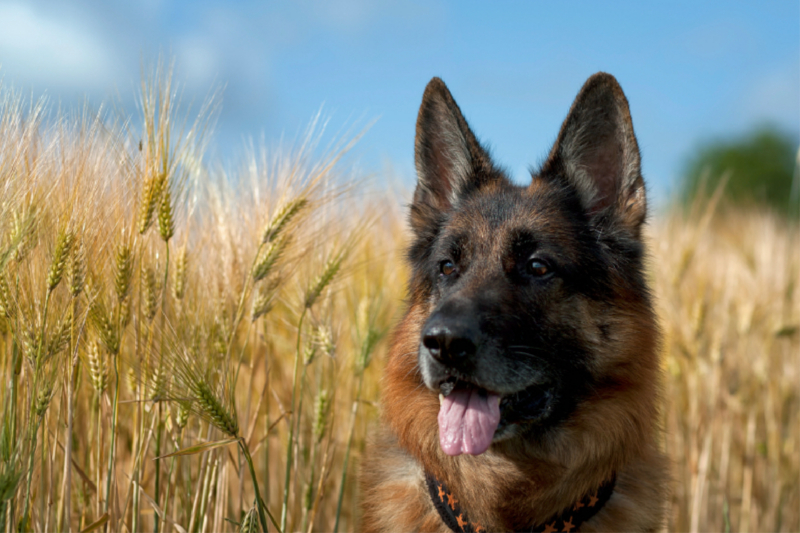 Deutscher Schäferhund