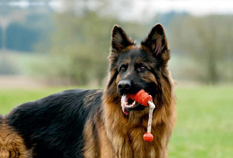 Deutscher Schäferhund